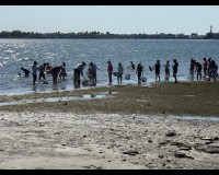 Birding at Celery Fields